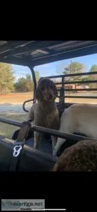 Standard poodle