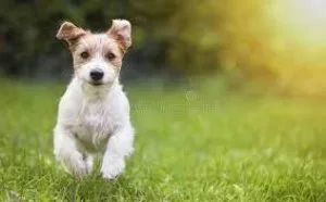 PREVAIL K-9 for Healthy Dogs