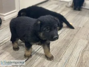 German Shepherd puppies