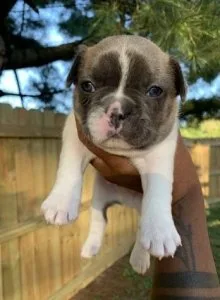 7 Weeks Old He Is Friendly Calm And Super Smart