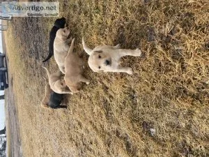 English setter black lab puppies