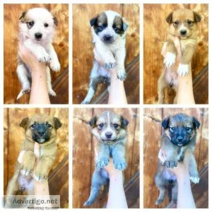 Cattle Dog Puppies
