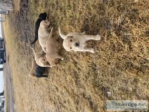 English setter lab puppies