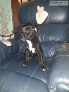 Mixed LabTerrier