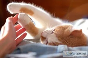 How To Buy Best Anti-Tick For Cats  Disinfecto