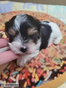 Yorkies