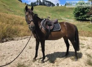 Aussie Stock Horse 11 year old 15.2hh Brown Aussie Stock Horse M