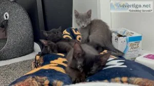 KITTENS 12weeks super cute