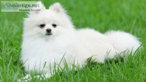 Find Best Anti Tick Dog Shampoo  Disinfecto
