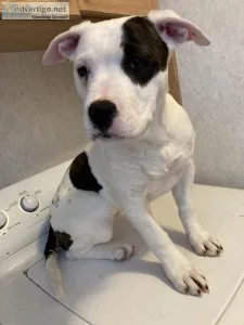 American Staffordshire Pit-bull Terrier Pups