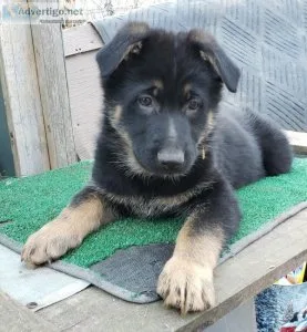 German Shepard