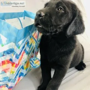 Labrador Retriever Puppy AKC Reg