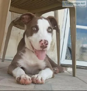 I have adorable dogs for sale