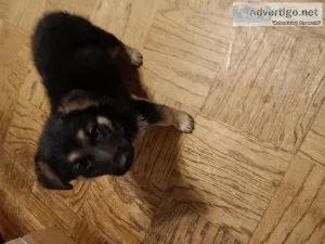 6 Beautiful A.K.C. German Shepherd Puppies