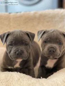 blue staffy puppies