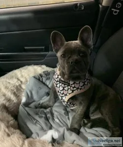 French Bulldog