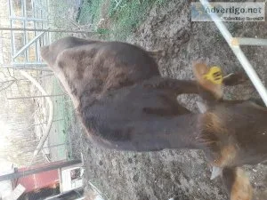 Jersey  Pair  Heifer and  Bull