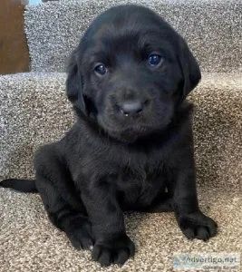 LABRADOODLE puppies