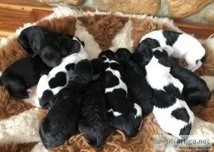 Springerdoodle Puppies