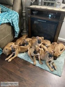 Boxer Mastiff puppies 9 weeks old