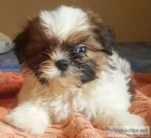 Shih Tzu Dog Puppie available for Sale in Machhiwara Ludhiana Pu