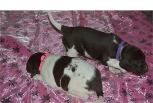 Labrador Hybrid Puppies