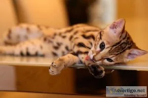 Bengal Kittens for SALE
