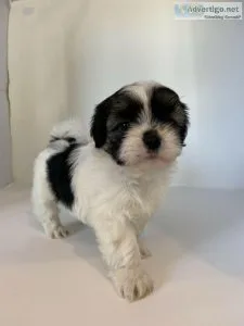 Bichon - Shih Tzu (a.k.a. Shichon puppies) 9 weeks old