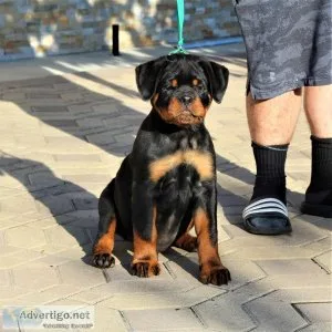 SUPERIOR QUALITY AKC GERMAN ROTTWEILER PUPPIES