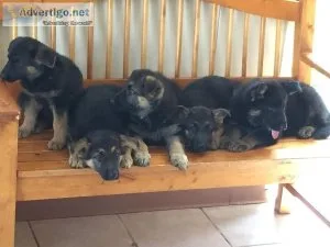 QUALITY FARM RAISED GERMAN SHEPHERD PUPS