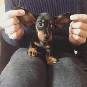 Gorgeous Dachshund Puppies Ready