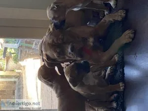 Boxer Mastiff puppies 9 weeks old
