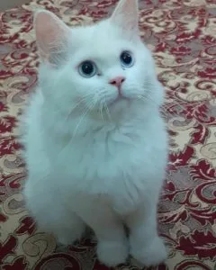 Cat price in delhi