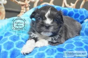 Shih Tzu silver coat with blue eyes - DENALI