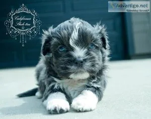 Shih Tzu male blue eyes silver coat - DENALI
