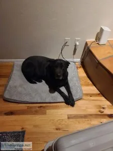 Rehoming Lab Mix