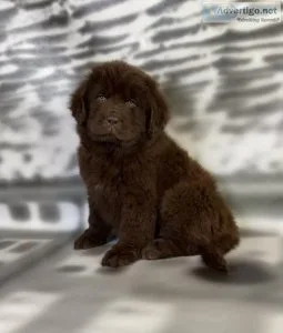 Winny Newfoundland
