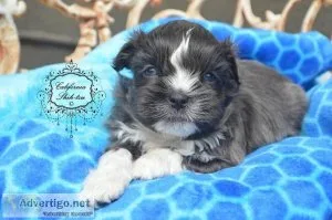 Maltese - Shih Tzu Designer male blue eyes DENALI