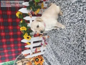 AKCandOFA Golden Retriever Puppies