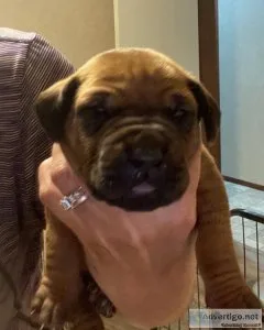 Beautiful AKC Rhodesian Ridgeback Puppies