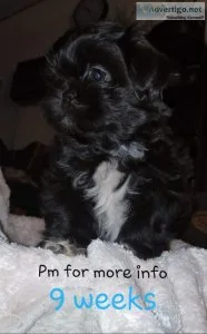 Shih-Tzu Puppies