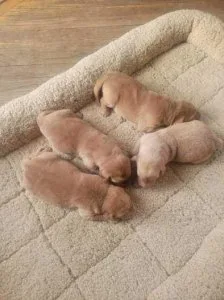 AKC American Red Fox and Yellow Labs