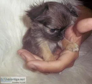 Tcup Long Coat AKC Male Chihuahuas