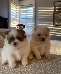 Canoga Pomeranian