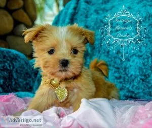 Teacup Maltese Shih Tzu Malchi - PARIS