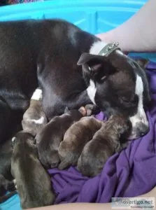 Free to good homes