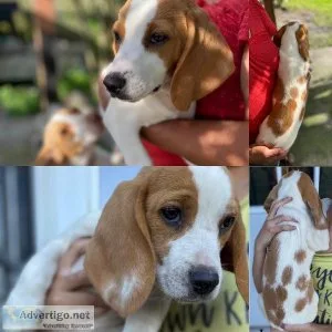 Lemon Beagle Puppies