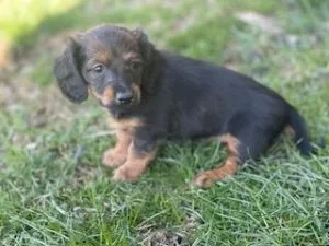Lacey Mini Dachshund