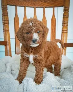 Erin Mini Goldendoodle