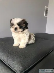 Shih Poo Puppies MicrochippedOne Year Health Guarantee